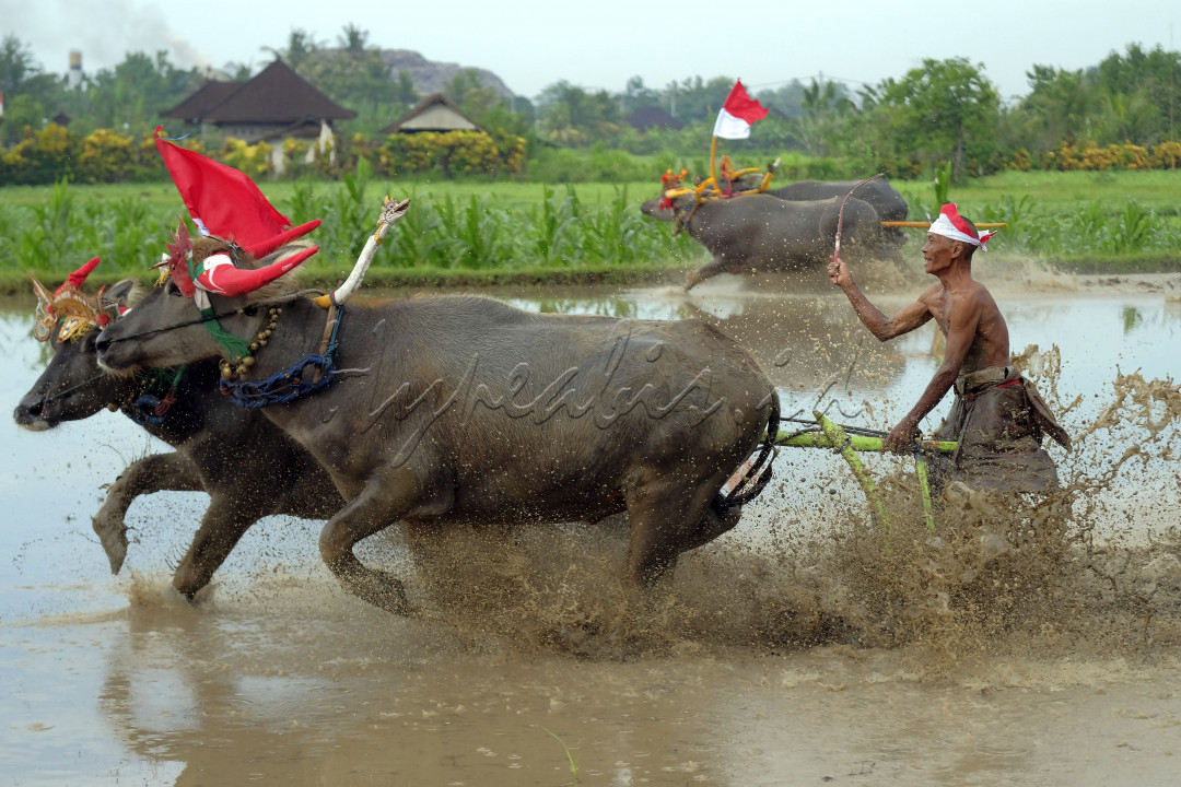 Warga memacu kerbau saat mengikuti atraksi budaya Makepung Lampit Merah Putih di persawahan Peh Kaja, Desa Kaliakah, Jembrana, Bali, Minggu (14/8/2022). Atraksi budaya yang digelar oleh Kelompok Sadar Wisata (Pokdarwis) Wirawana Pegubugan tersebut untuk memeriahkan HUT RI ke-77 dan melestarikan warisan budaya leluhur sekaligus membangkitkan pariwisata. 