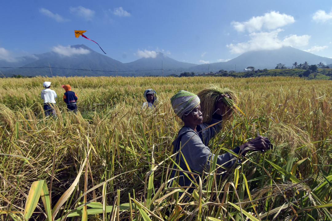Petani memanen padi merah saat panen raya di persawahan Jatiluwih, Tabanan, Bali, Kamis (3/6/2021). Tradisi panen raya padi merah yang digelar setiap bulan Juni itu merupakan upaya mempromosikan kembali kawasan objek wisata yang telah ditetapkan UNESCO sebagai warisan budaya dunia tersebut di tengah pandemi COVID-19.<br />
