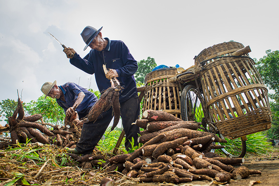 Indonesia kaya akan hasil bumi salah satunya ubi kayu. Ubi kayu yang kaya akan gizi ini sering di konsumsi masyarakat indonesia, dan biasa di olah menjadi berbagai menu makanan seperti keripik, kolak hingga onde-onde.