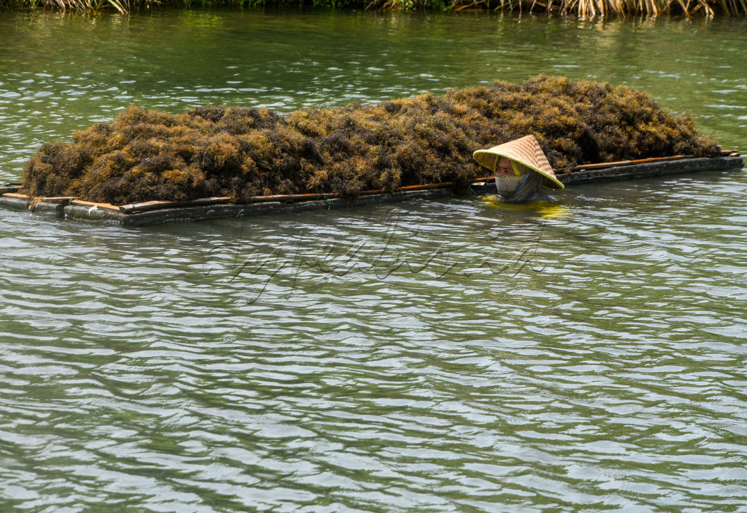 Wati, seorang pekerja, sedang memanen rumput laut di sebuah tambak di Desa Kupang, Kecamatan Jabon, Kabupaten Sidoarjo, Jawa Timur, Senin (5/12/2022). Kementerian Kelautan dan Perikanan RI mencanangkan Desa Kupang menjadi Kampung Rumput Laut dan Desa Devisa karena potensi rumput lautnya yang luar biasa.<br />
