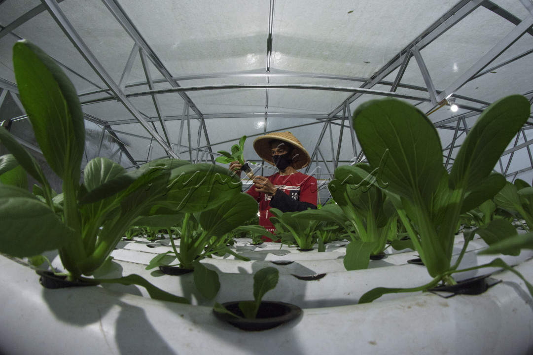 Sayur Hydroponic adalah salah satu solusi dari keterbatasan lahan pertanian, namun bisa menghasilkan sayur dengan kualitas baik, serta kesegaran sayur yang cukup baik.