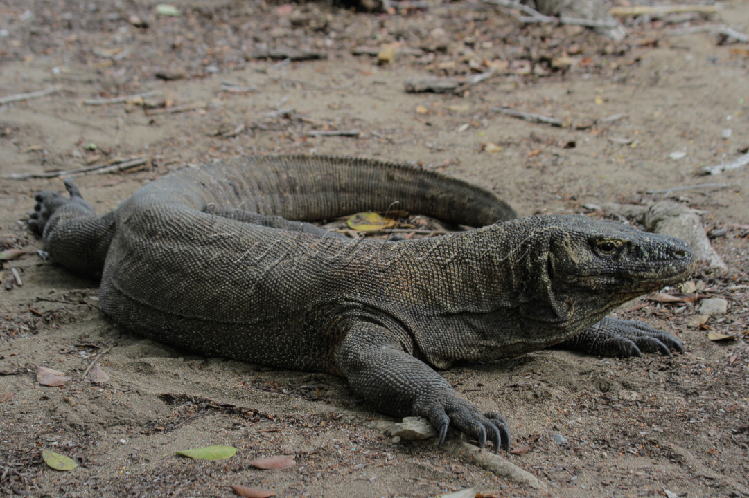 Taman Nasional Komodo merupakan salah satu destinasi favorit bagi wisatawan bila berkunjung ke Labuan Bajo yang juga masuk ke dalam tujuh keajaiban alam dunia terbaru.