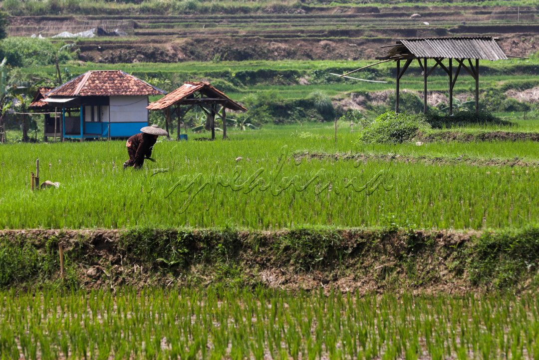 Indonesia selain disebut sebagai negara kepulauan juga dikenal sebagai negara agraris karena sebagian besar penduduknya hidup sebagai petani dengan lahan pertanian yang luas dan subur. Kegiatan mengolah lahan dengan cara menanam bibit yang diperoleh dari biji-bijian, batang tumbuhan, umbi maupun dari cangkokan sampai menghasilkan bunga atau buah untuk dipanen disebut dengan kegiatan bercocok tanam. Salah satu kegiatan bercocok tanam yang sering di lakukan oleh petani di Indonesia adalah menanam padi.