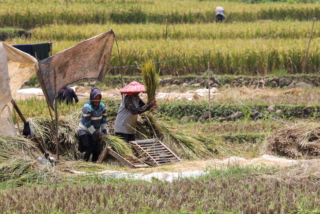 Perlu diketahui, untuk mendapatkan sebutir beras dari proses menanam padi membutuhkan proses panjang, dari penyiapan lahan pertanian, pembibitan, penanaman dan proses memanen. Proses memanen yang benar sangat berpengaruh terhadap hasil panen padi, karena kesalahan proses memanen bisa berakibat pada berkurangnya hasil padi pada suatu wilayah.