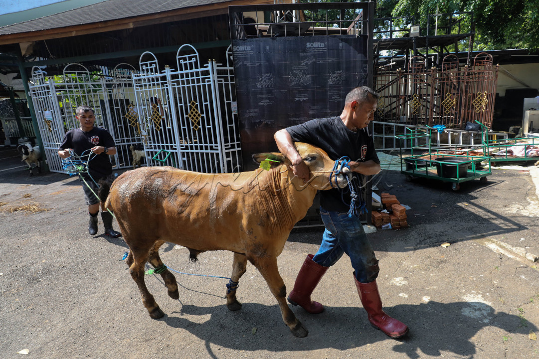 Petugas membawa sapi kurban untuk disembelih di Masjid Agung Sunda Kelapa, Jakarta, Kamis (29/6/2023).