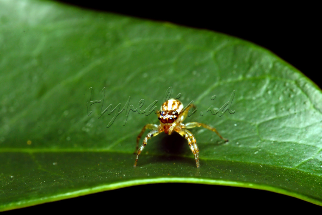 Salticidae atau laba-laba peloncat adalah famili laba-laba yang terdiri atas lebih dari 5.000 spesies dalam 530 genera atau sekitar 13% seluruh spesies laba-laba <br />
