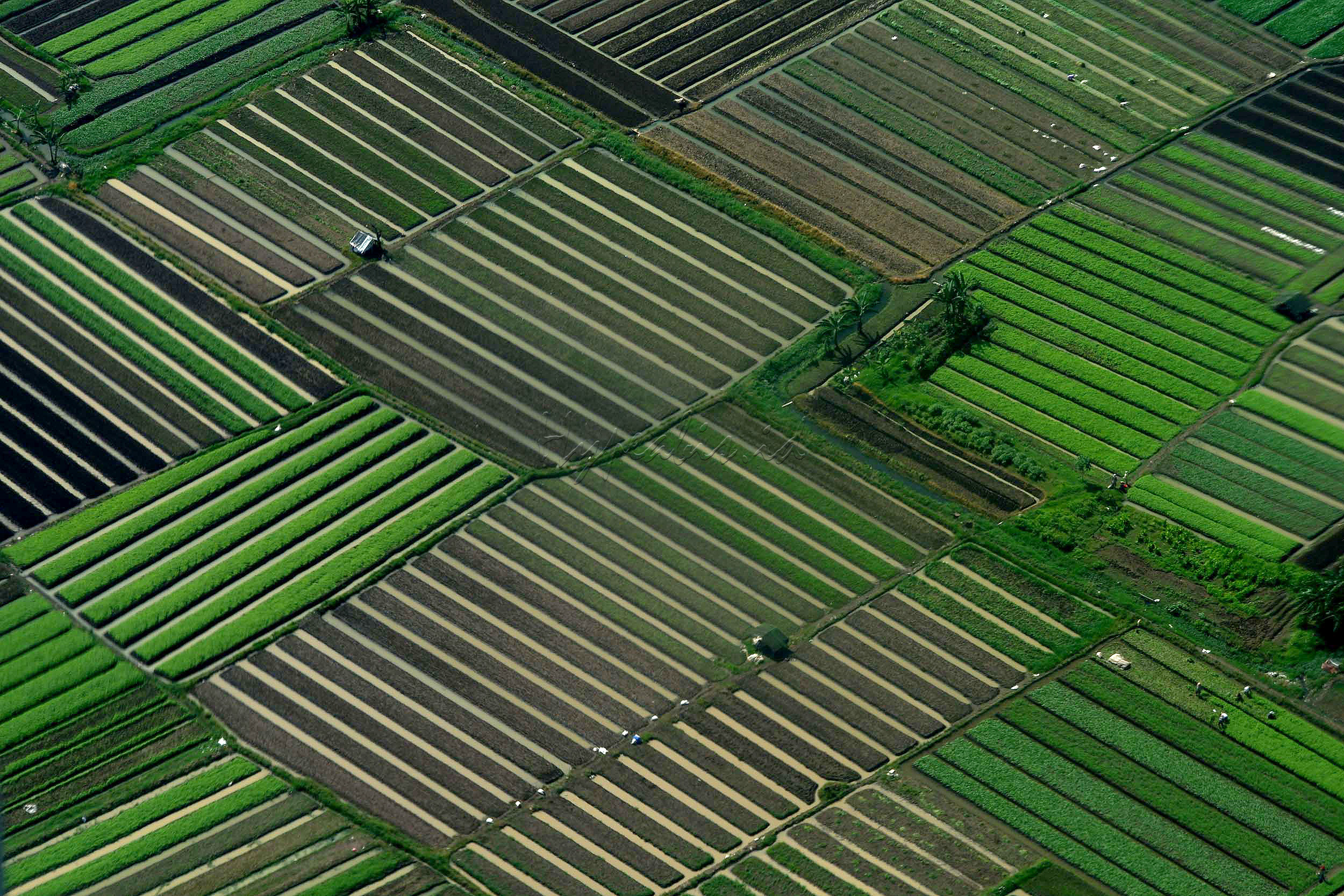 Hamparan sawah yang membentang terlihat dari ketinggian di Jawa Barat.