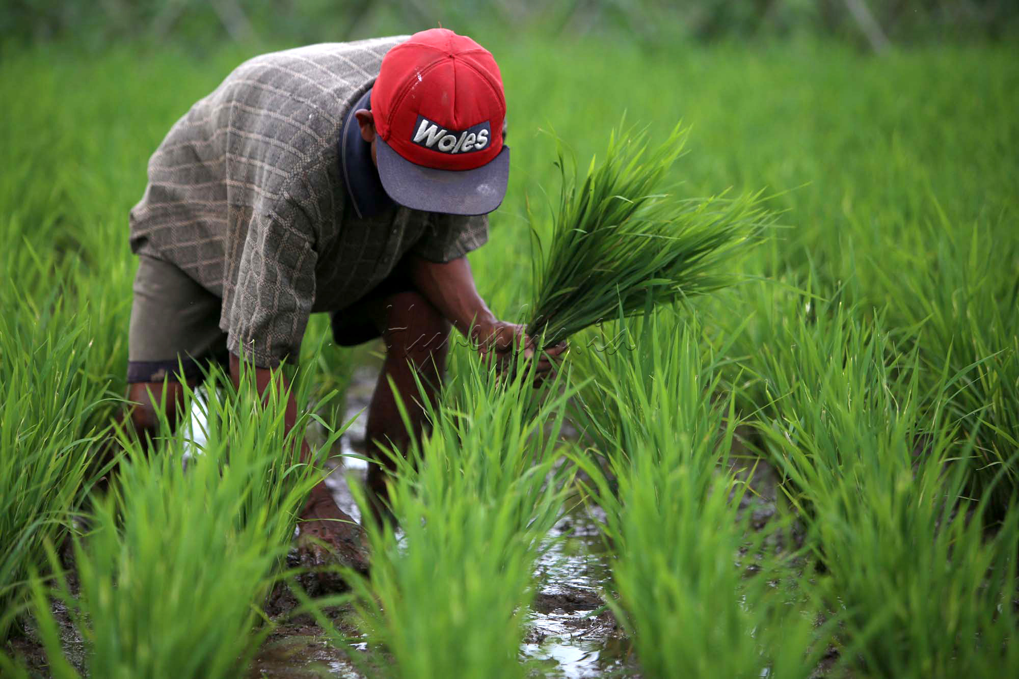Aktivitas petani di area persawahan .