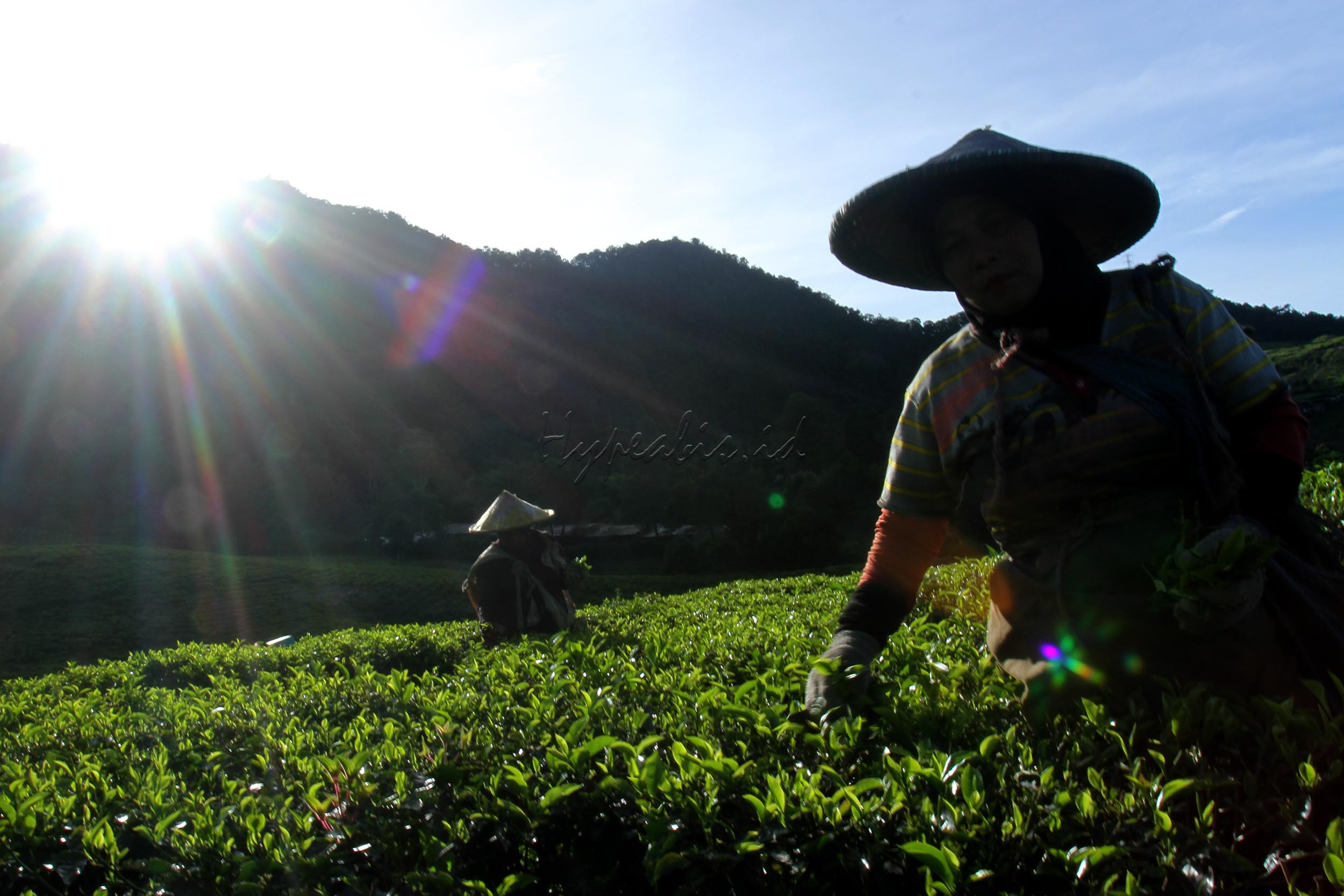 Kabut tipis dan hangatnya sang surya menyambut para pemetik teh di Bogor, Jawa Barat.