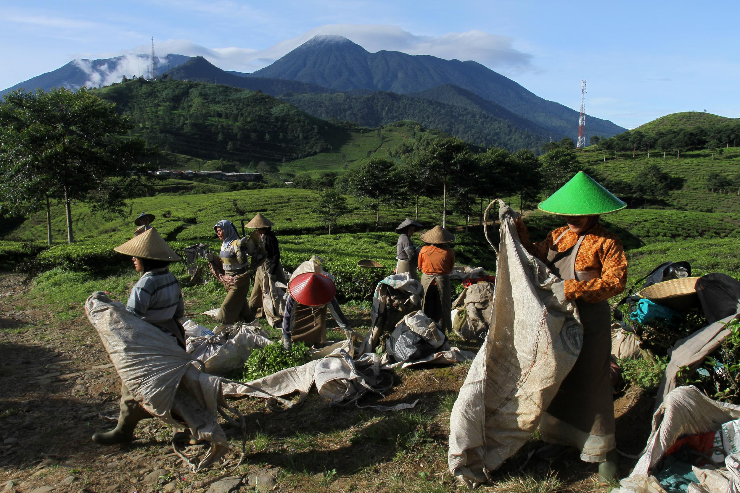 Upaya peningkatan produksi teh dari estimasi sebanyak 152.000 ton pada 2019 menjadi 320.000 ton pada 2024 dipastikan tak akan mudah di tengah berlanjutnya tren penurunan area perkebunan komoditas tersebut.