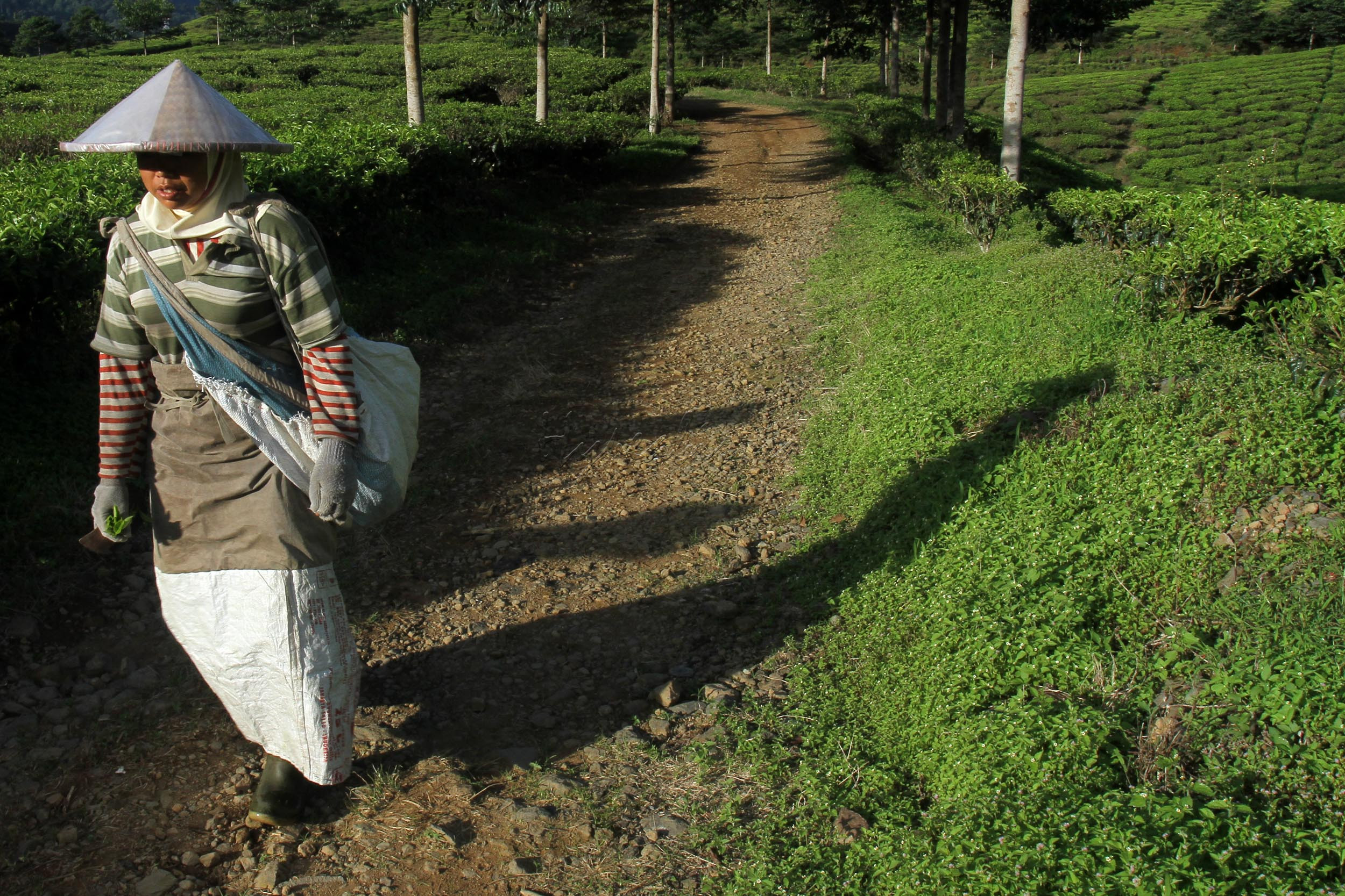 Menjadi pemetik daun teh seperti yang dilakukan para wanita di kawasan Puncak, Bogor, Jawa Barat menjadi pilihan saat lapangan pekerjaan semakin terbatas. Apalagi area perkebunan teh yang terus menyusut.