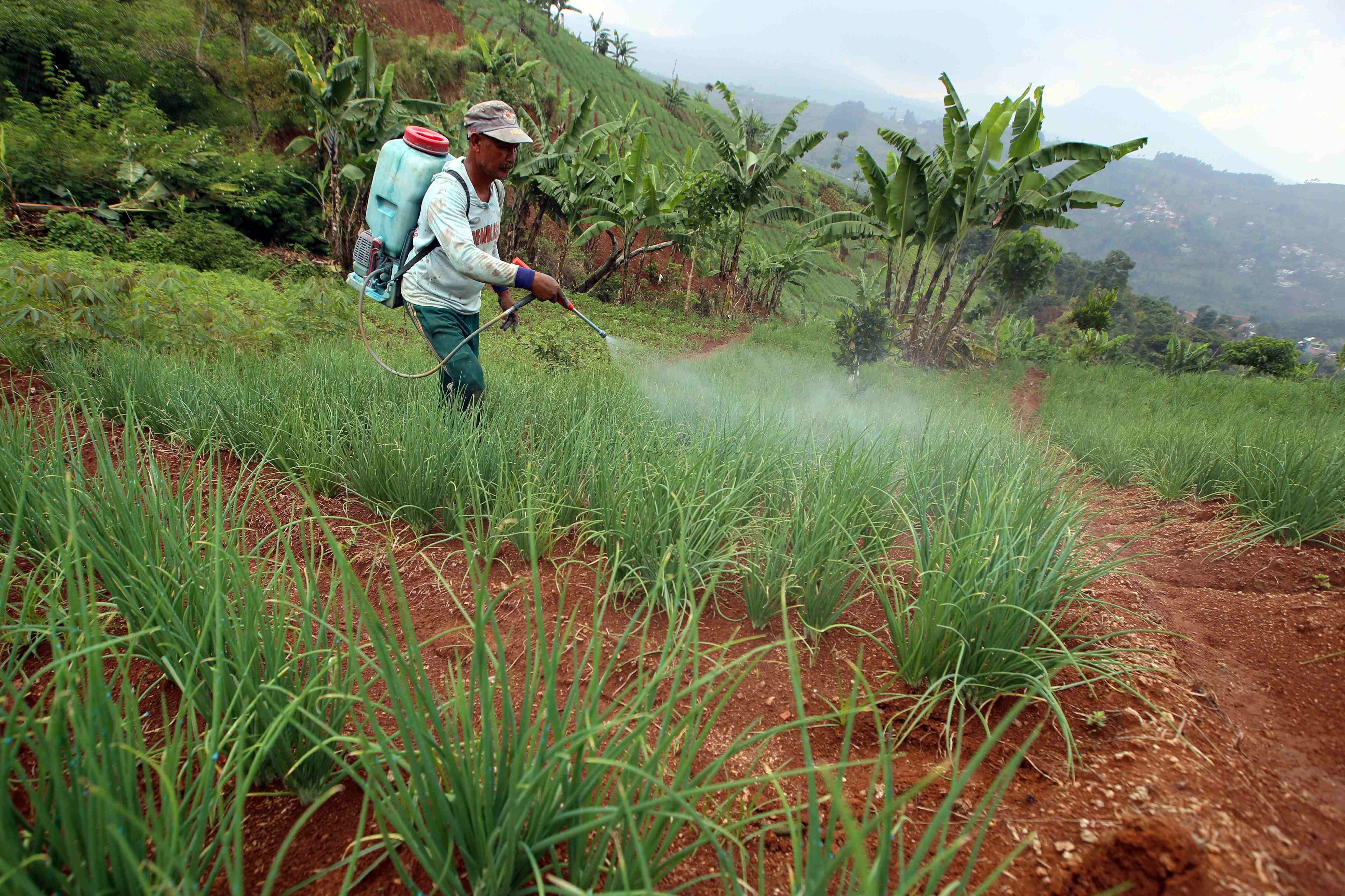 Daerah ini dimanfaatkan masyarakat sekitar untuk membuka lahan pertanian, seperti lahan pertanian tomat, kubis, kentang, dan terutama bawang merah.