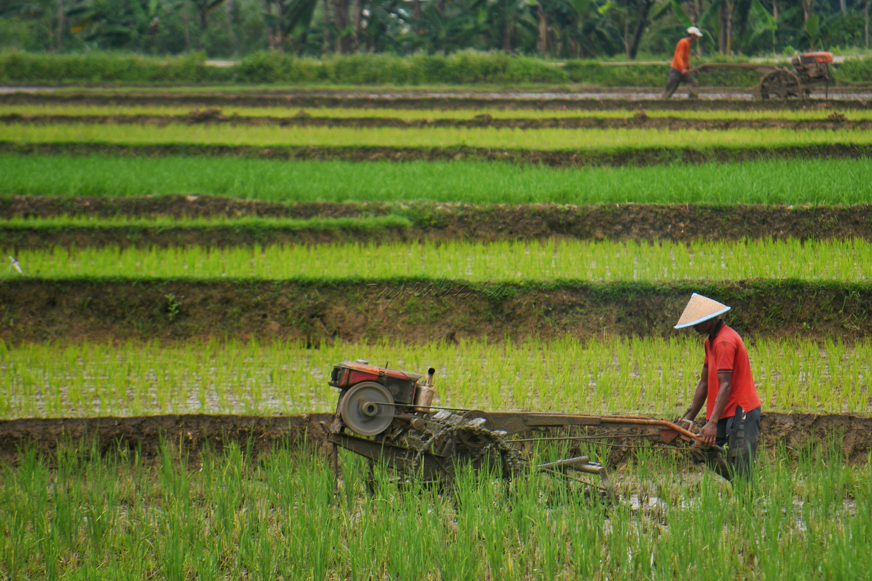 Petani membajak sawah untuk dipersiapkan saat musim tanam tiba