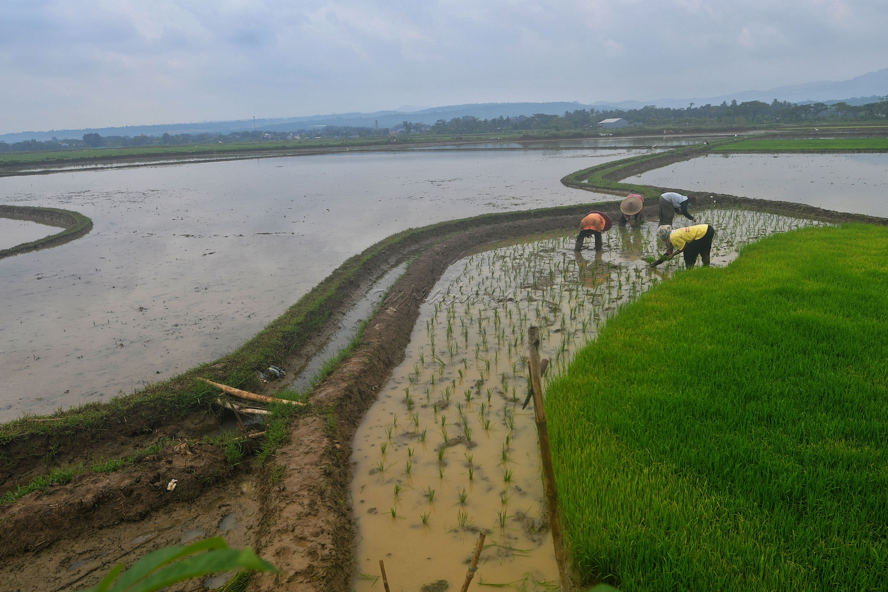 Petani menanam bibit padi