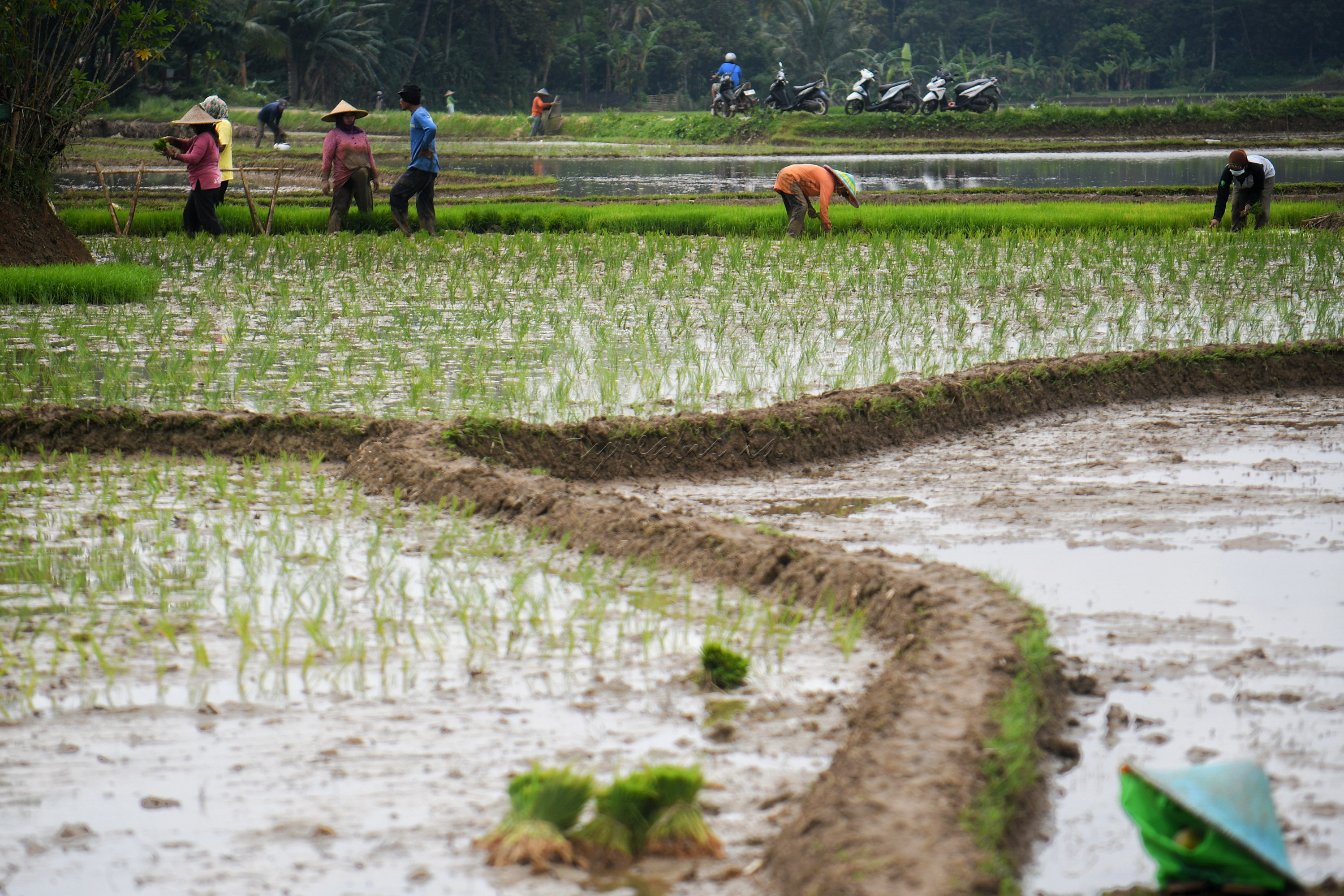 Petani menanam bibit padi