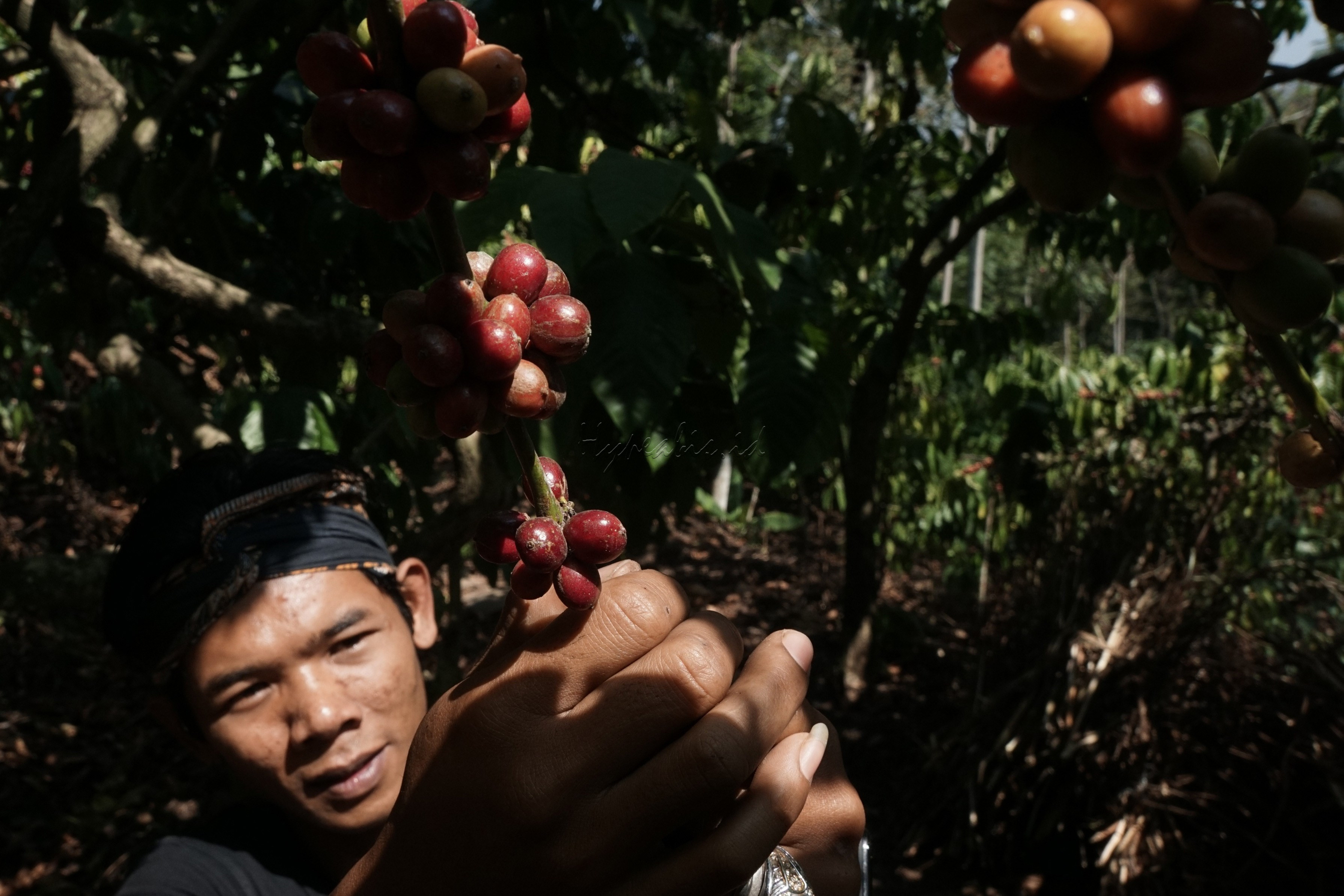 PESONA DUSUN KOPI SIRAP
Pagi itu saya sangat bersemangat karena akan mengunjungi kebun kopi yang terletak di Gunung Kelir, Kabupaten Semarang, Jawa Tengah. Dusun Kopi Sirap mereka menyebutnya, sebuah desa dengan mayoritas penduduknya menggantungkan hidupnya dari bertanam kopi. Dusun Sirap dapat ditempuh dengan perjalanan darat selama 2 jam dari kota Semarang.
Memasuki kawasan dusun tersebut kita akan merasakan suasana yang berbeda. Selain pemandangan yang memanjakan mata, masyarakatnya di sana juga sangat ramah.
Setiap tahun warga Sirap dapat menghasilkan sekitar 1.000 ton kopi dari 1.150 hektare lahan yang ada. Selain menikmati kopi khas produksi setempat, kita akan mendapatkan pengetahuan tentang kopi di sebuah rumah edukasi yang sudah dilengkapi dengan peralatan untuk mengolah kopi. Menarik bukan...?