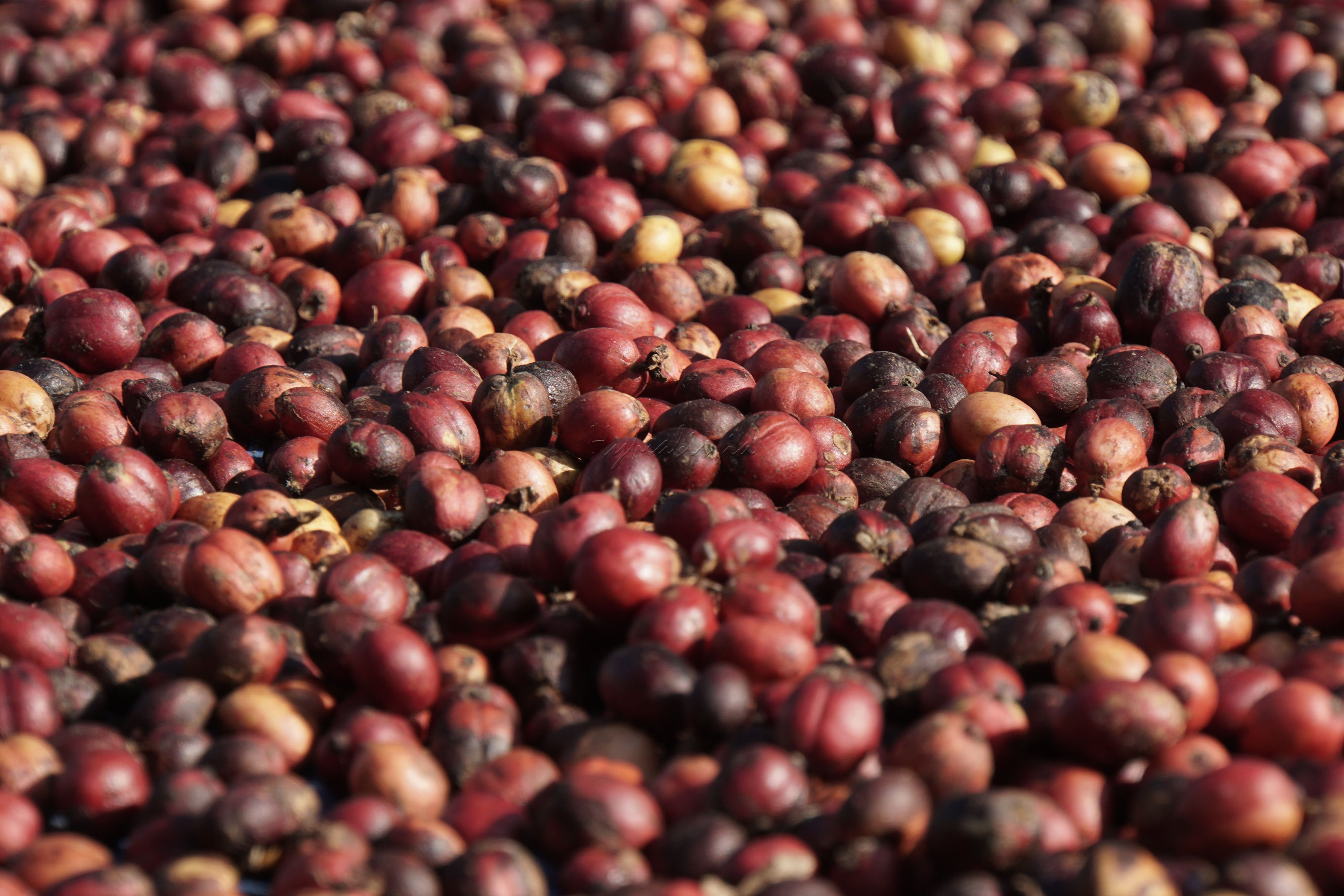 Biji kopi hasil panen